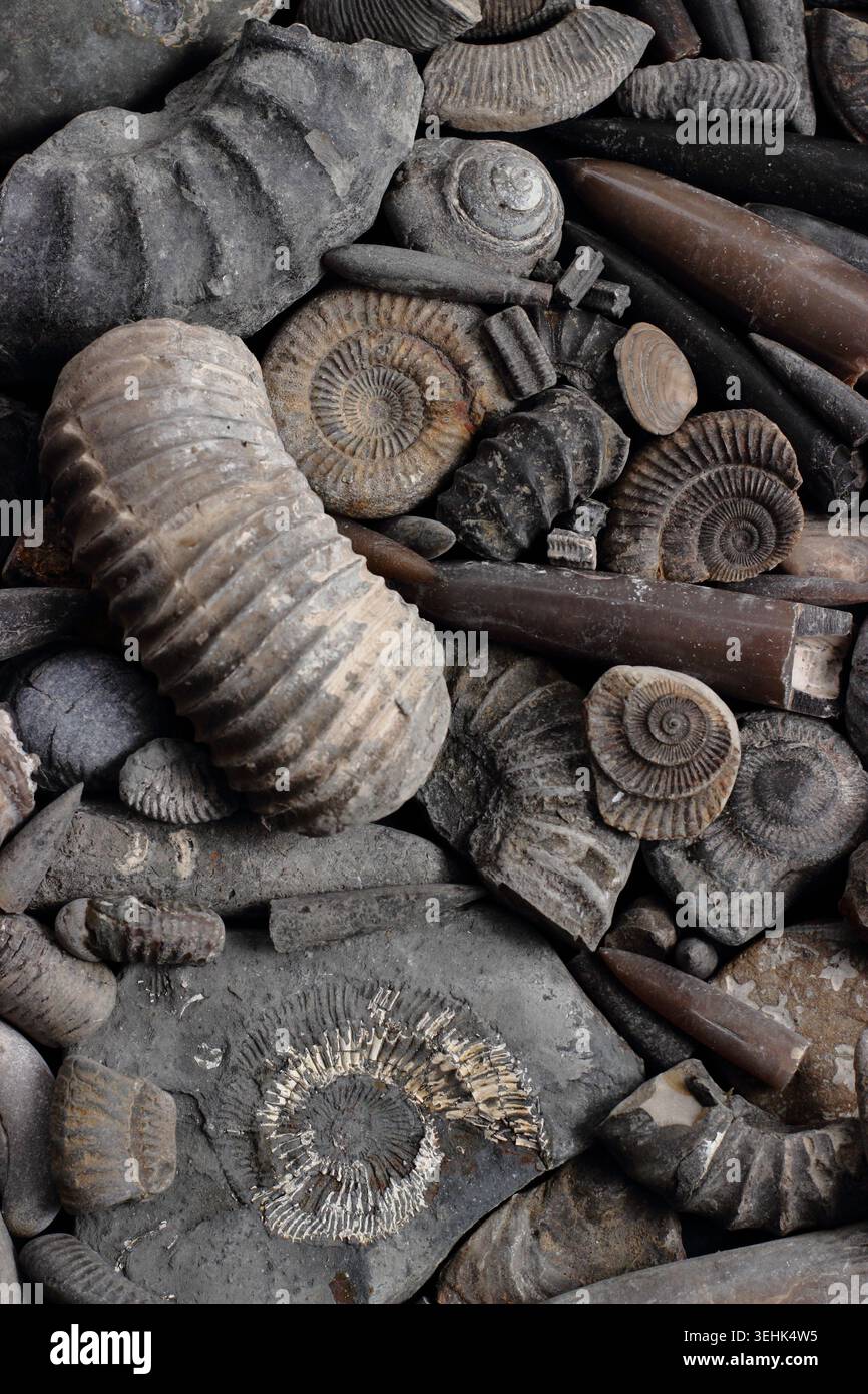 Fossili raccolti dalla costa dello Yorkshire, Inghilterra, Regno Unito Foto Stock