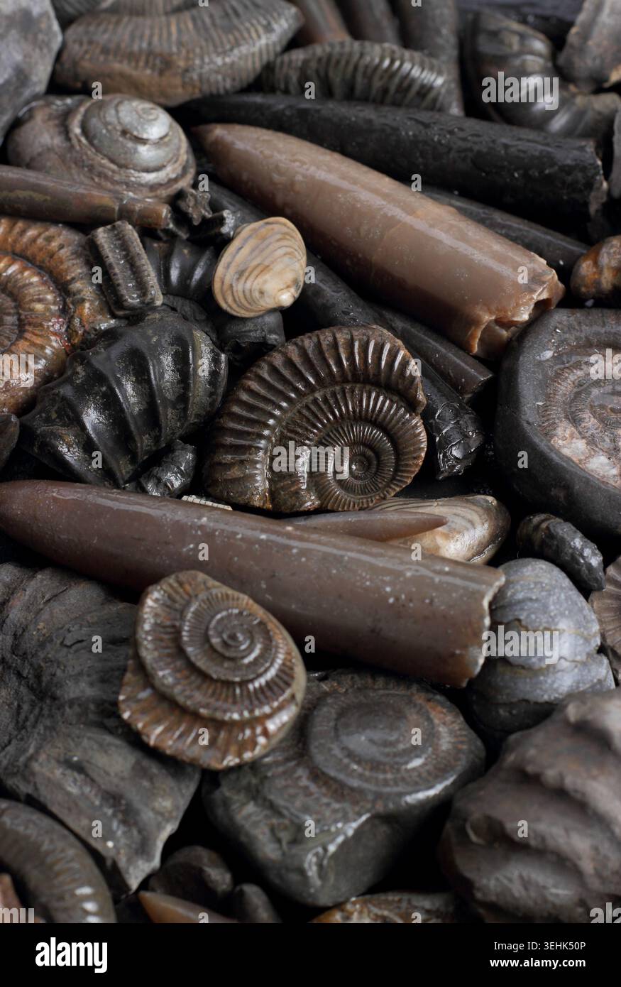 Fossili raccolti dalla costa dello Yorkshire, Inghilterra, Regno Unito Foto Stock