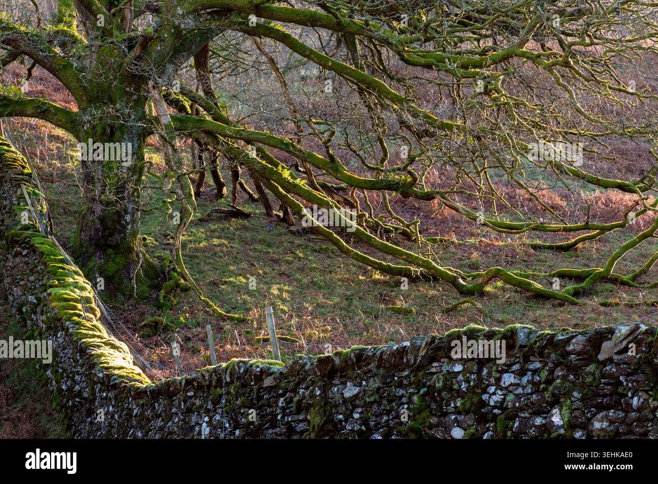 l'albero coperto di muschio e la parete a secco con il basso sole invernale Foto Stock