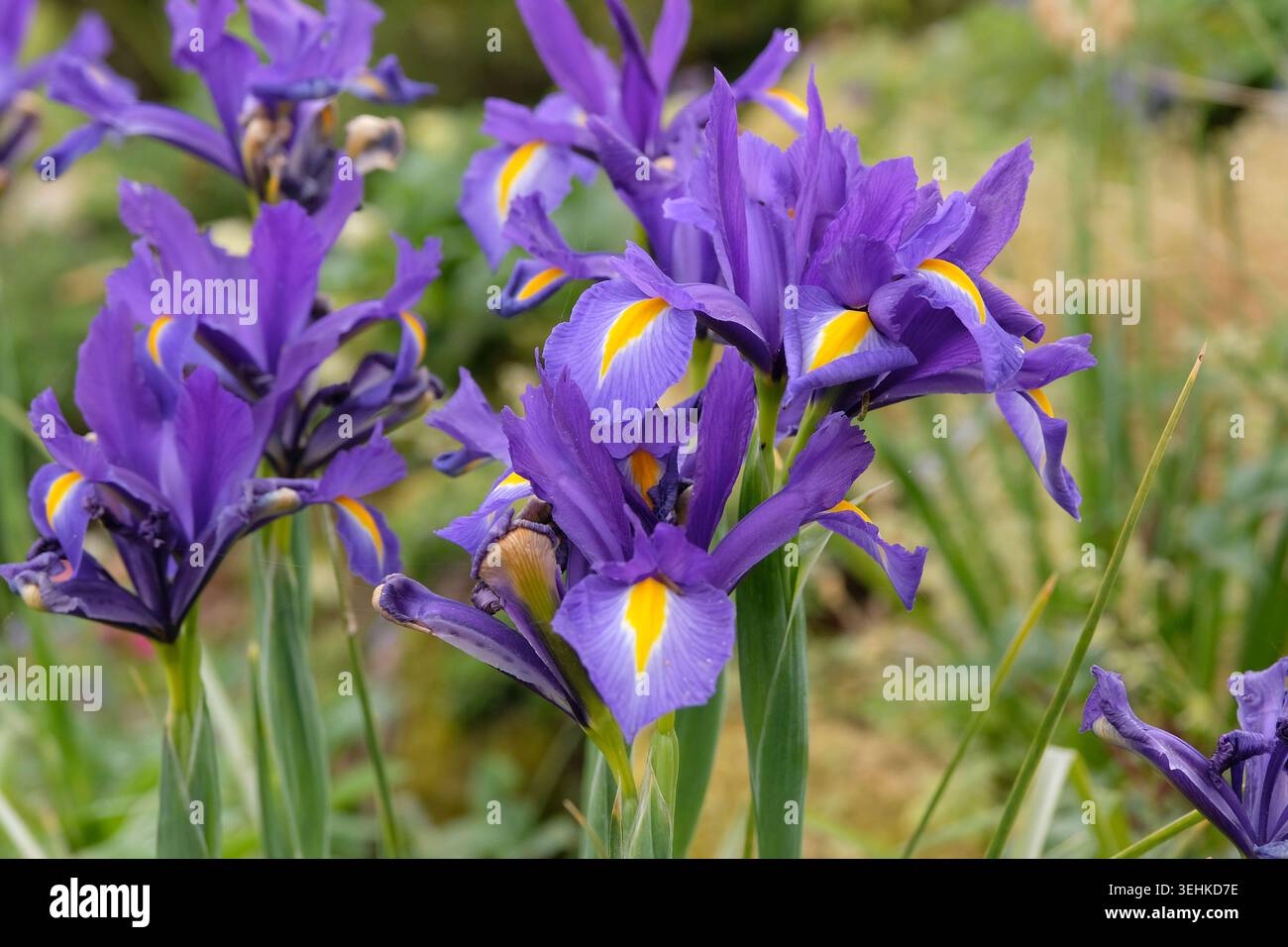 Iris olandese viola e giallo «Blue Magic» in fiore. Foto Stock