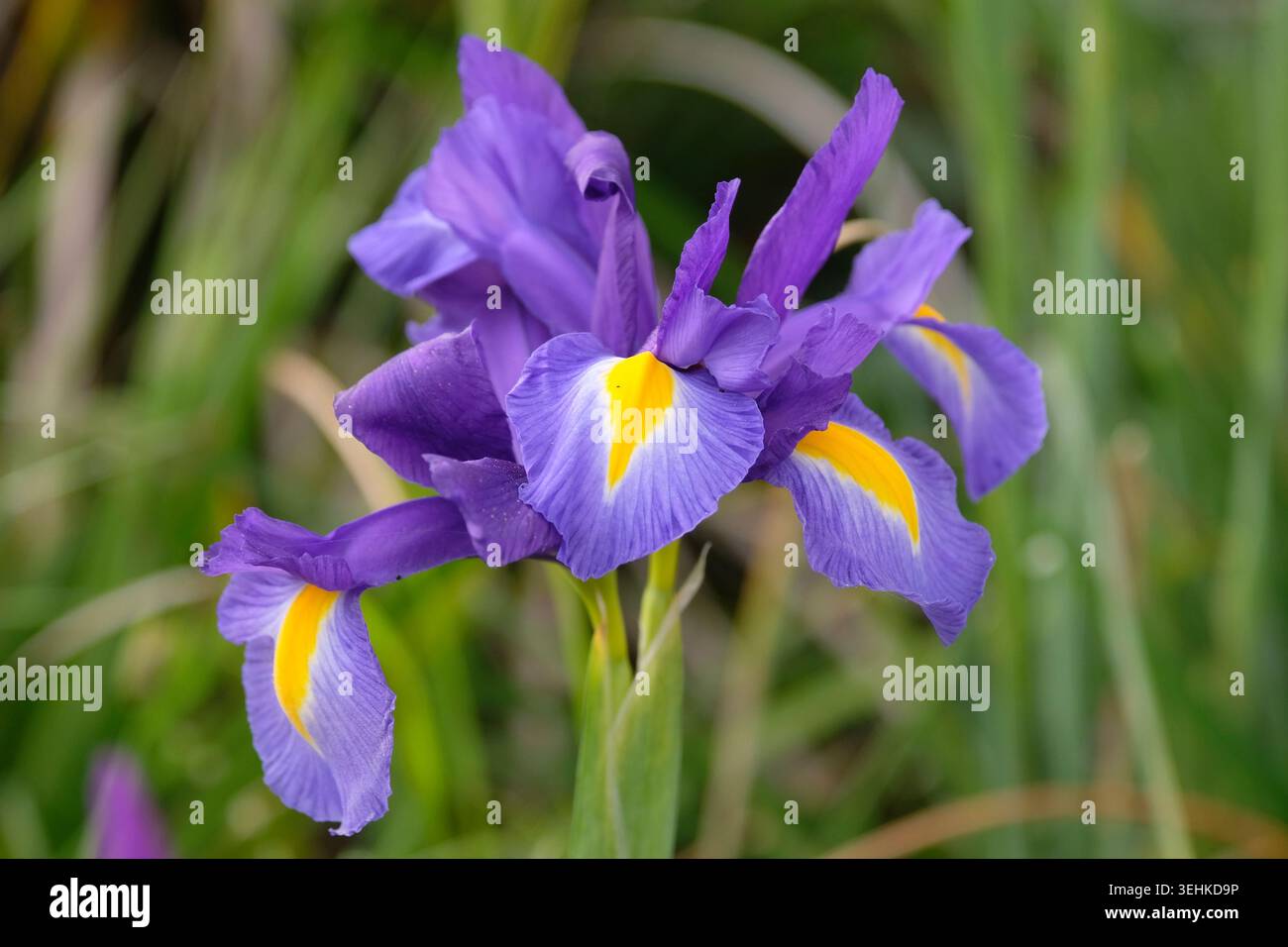 Iris olandese viola e giallo «Blue Magic» in fiore. Foto Stock