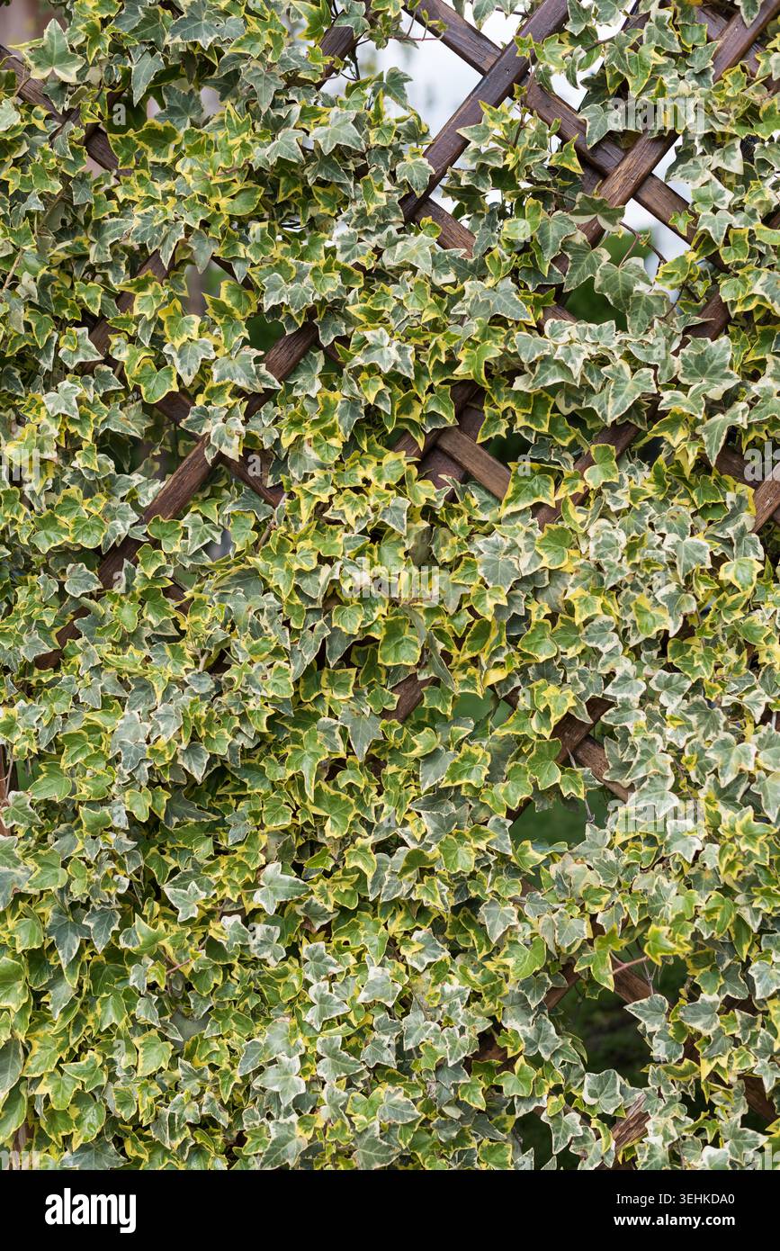 Foto verticale di edera variegata decorativa che si arrampica attraverso un delicato traliccio in legno, formando una fitta parete verde naturale alla luce del giorno. Foto Stock