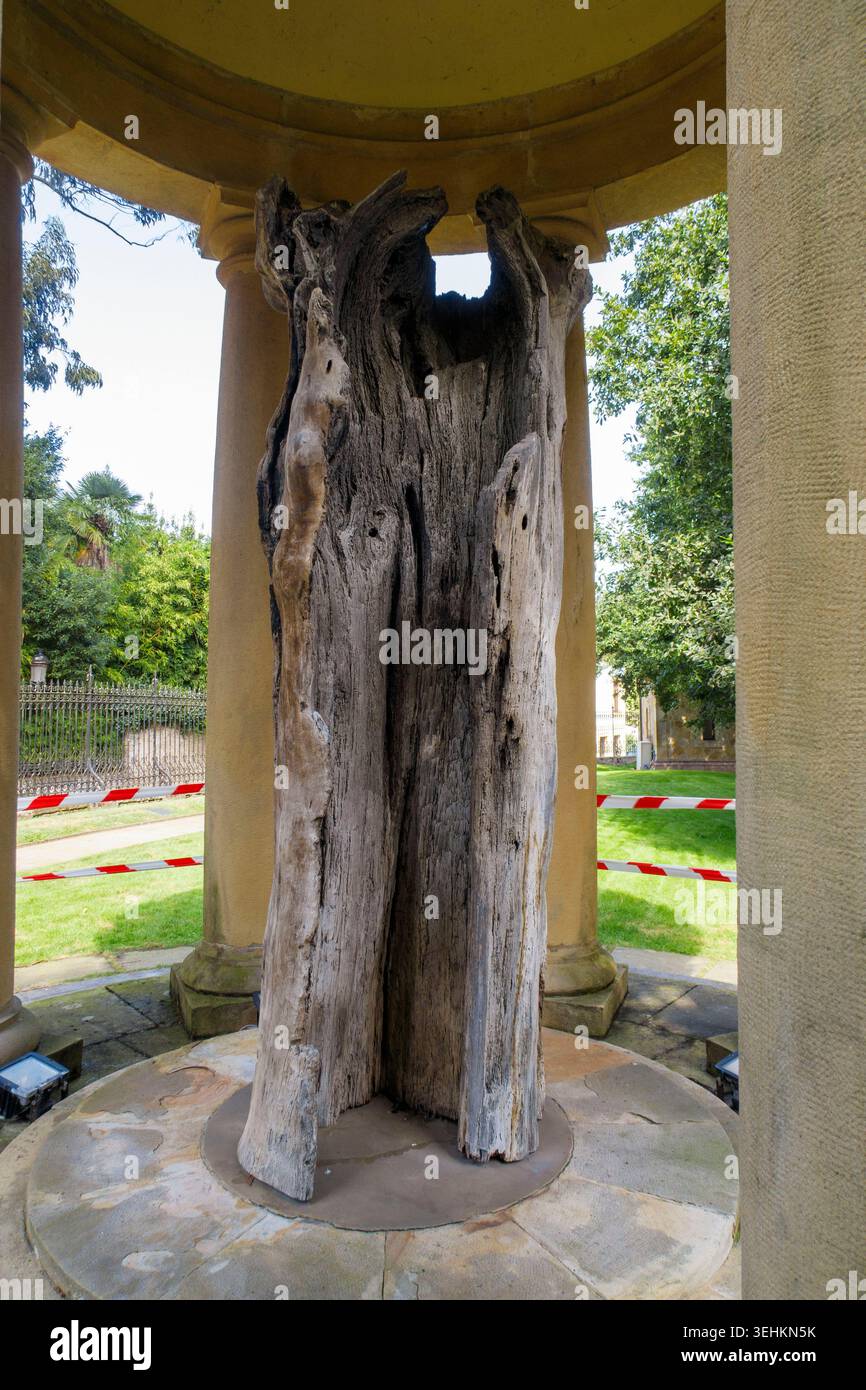 Vecchia quercia di Gernika (Árbol Viejo de Gernika), un importante punto di riferimento storico situato nel giardino dietro la Casa de Juntas a Gernika, Spagna Foto Stock
