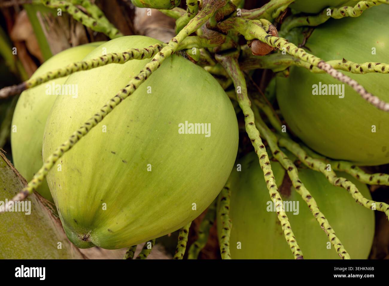 Le noci di cocco verdi sono raggruppate su rami di alberi, mostrando i loro lunghi gambi in un lussureggiante ambiente tropicale con fogliame naturale Foto Stock
