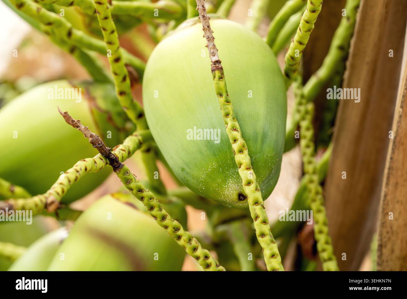 Il frutto di cocco verde è appeso ai rami delle palme, mostrando la sua buccia testurizzata e le fibre circostanti in un ambiente naturale Foto Stock