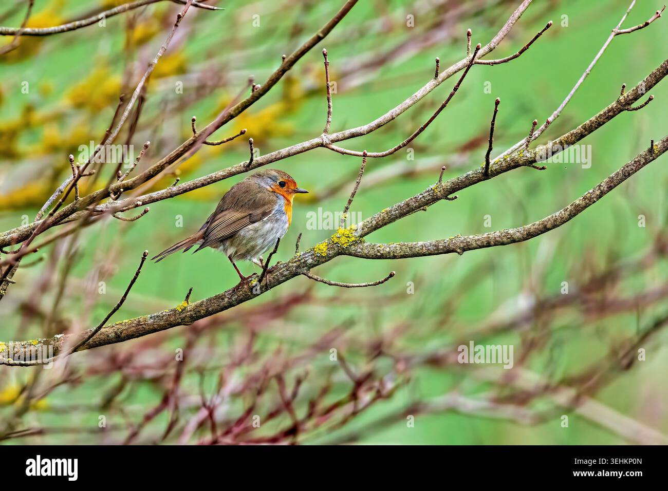 Un robin arroccato nei rami di un cespuglio (erithacus rubecula) Foto Stock