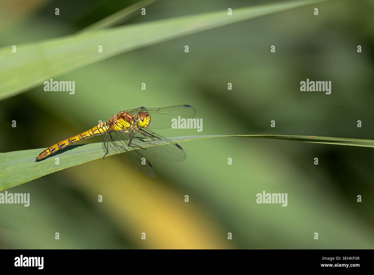 Libellula gialla che riposa su una foglia di canne in soffice luce naturale, circondata dalla vegetazione verde delle paludi in Puglia, Italia. Foto Stock