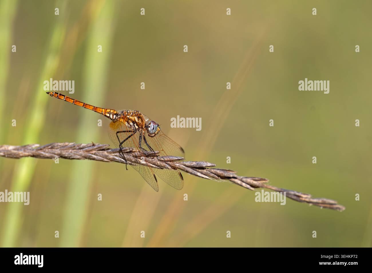 Libellula arancione arroccata su un gambo di erba secca con luce soffusa al mattino presto con sfondo sfocato naturale in Puglia, Italia. Foto Stock
