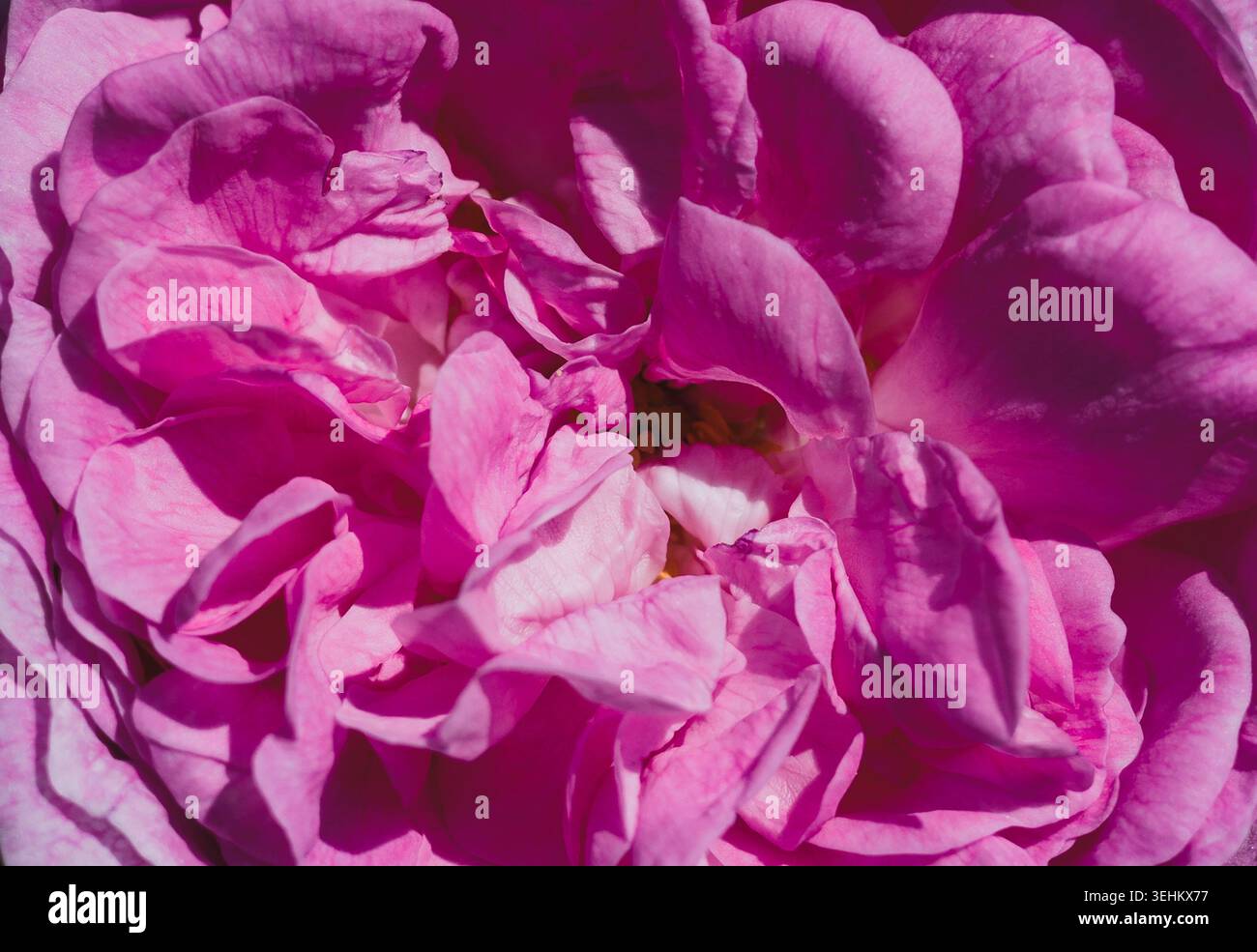 Primo piano di petali di rosa Foto Stock