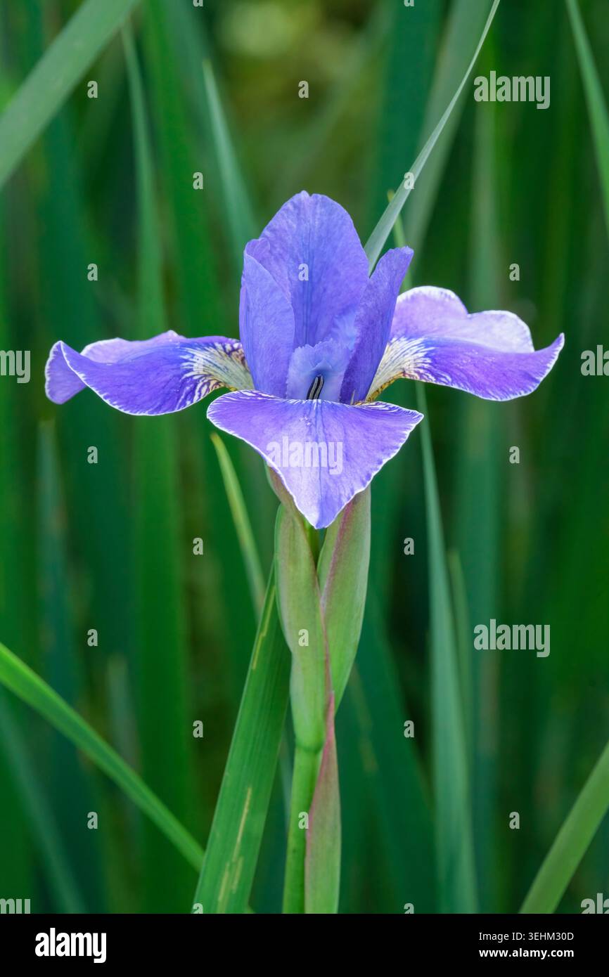 Iris Silver Edge, Iris siberiano Silver Edge, blu intenso standard finemente bordato bianco, cascate blu più profonde bordate bianco Foto Stock