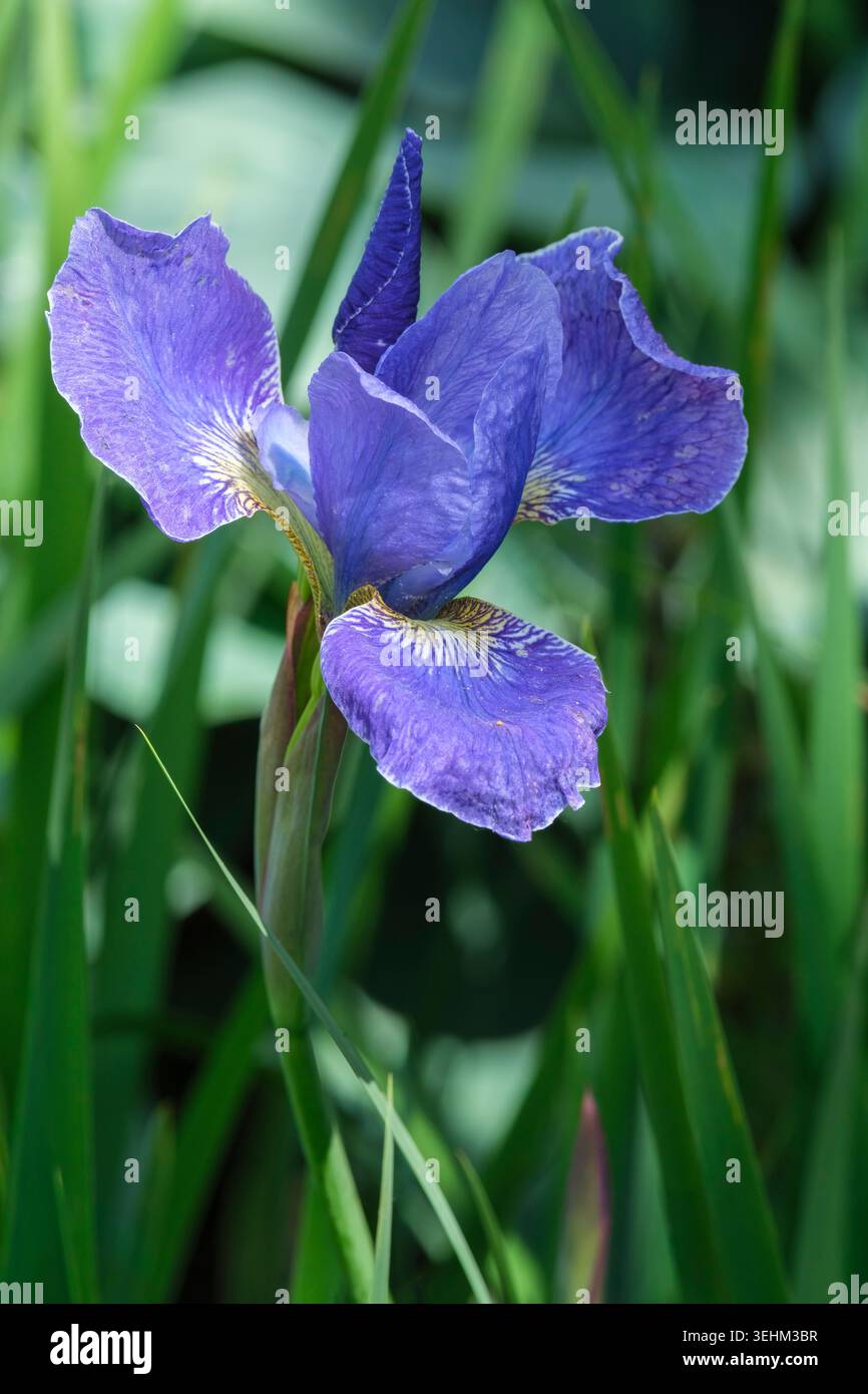 Iris Silver Edge, Iris siberiano Silver Edge, blu intenso standard finemente bordato bianco, cascate blu più profonde bordate bianco Foto Stock
