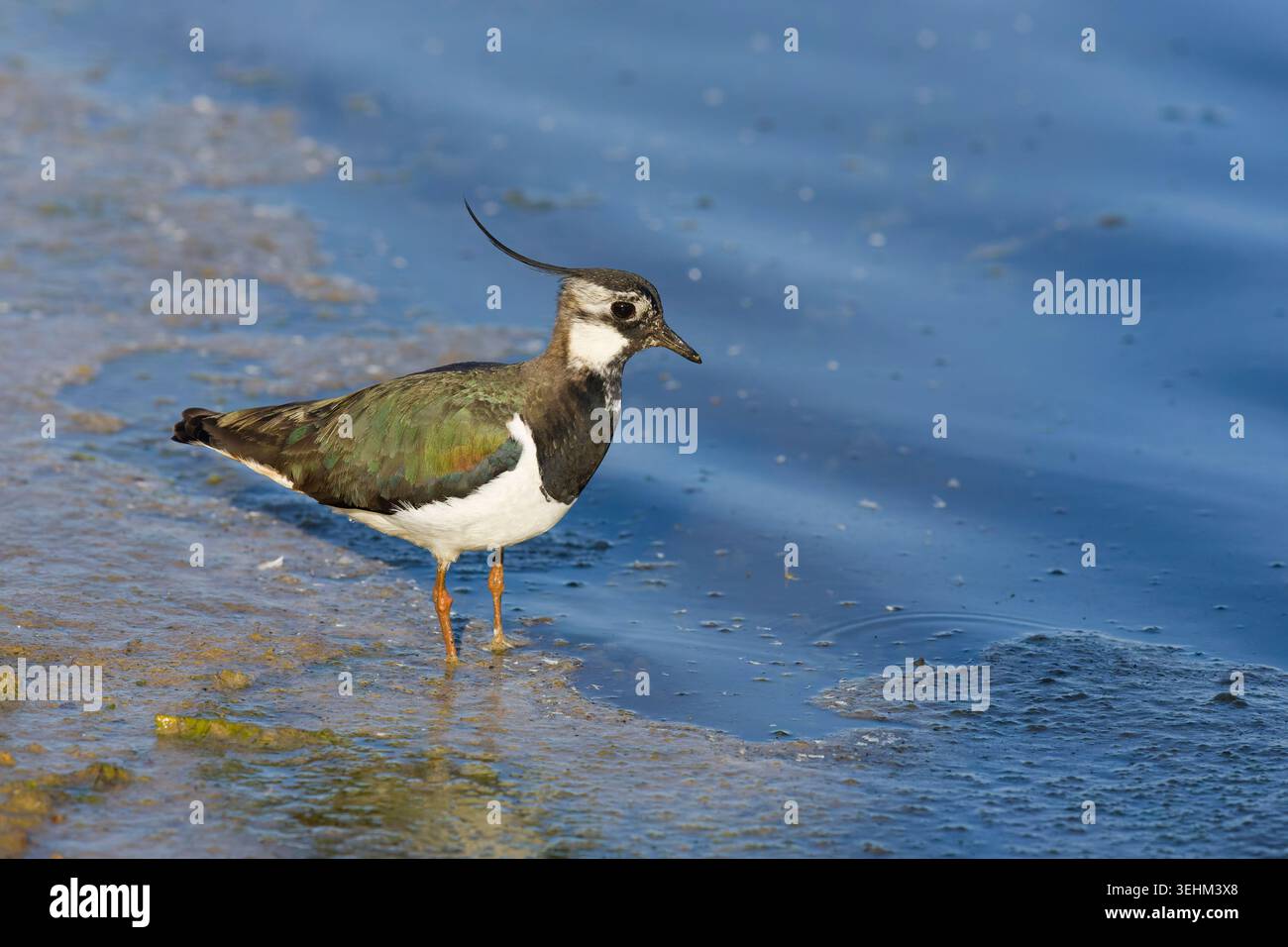 Northern lapwing Vanellus vanellus, Adult female wading, Suffolk, Inghilterra, maggio Foto Stock