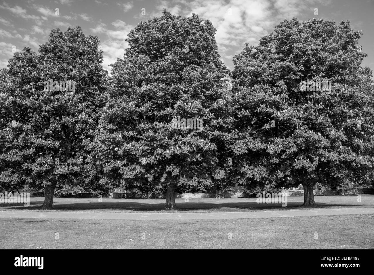 Una fila di tre grandi alberi a foglia maturi si erge in un parco ben curato sotto un cielo blu brillante con nuvole bianche sparse. Foto Stock