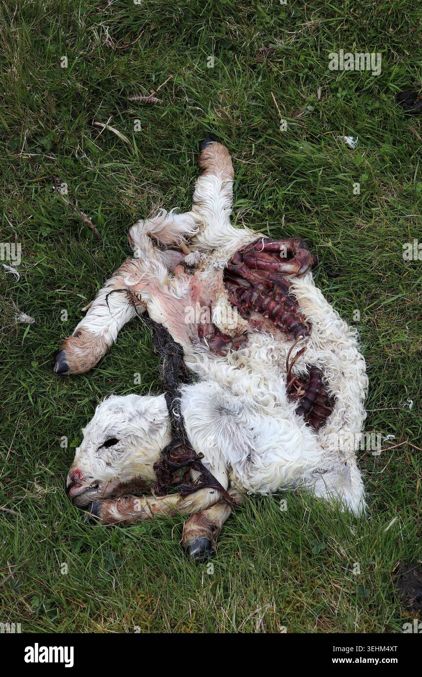 L'agnello morto con le interiora esposte a causa dei predatori di Bryn Alyn, Llanferres, Denbighshire, Galles Foto Stock