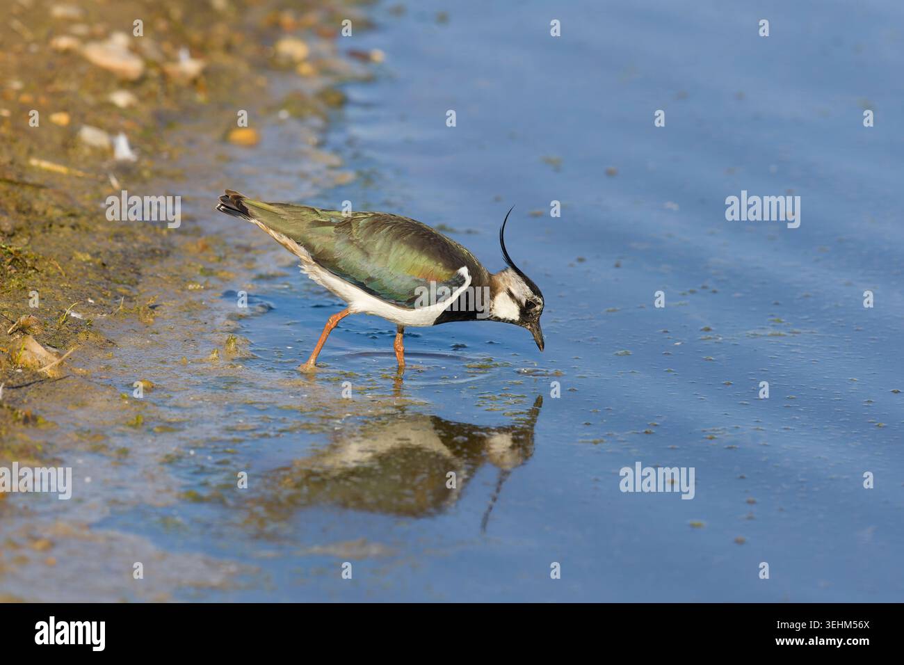 Northern lapwing Vanellus vanellus, Adult female wading, Suffolk, Inghilterra, maggio Foto Stock