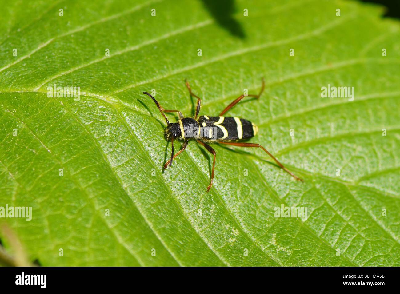Primo piano scarabeo Wasp Clytus arietis della famiglia degli scarabei longhorn (Cerambycidae) su una foglia di olmo. Primavera, maggio, Paesi Bassi. Foto Stock