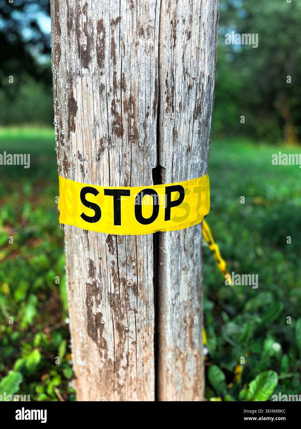 Banda gialla con il segnale DI STOP. Segnale di arresto di emergenza sul tronco dell'albero. Protezione della natura Foto Stock