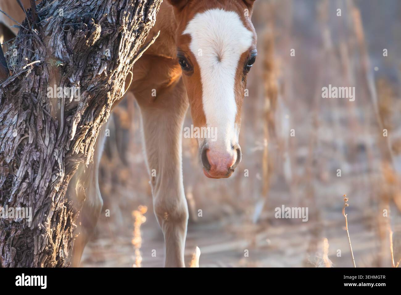 Baby Foal! Questa è una delle ultime foto scattate di questo puledro, che è stato chiamato Cody dalla gente del posto. Ha perso la vita poco dopo per un leone di montagna. Foto Stock