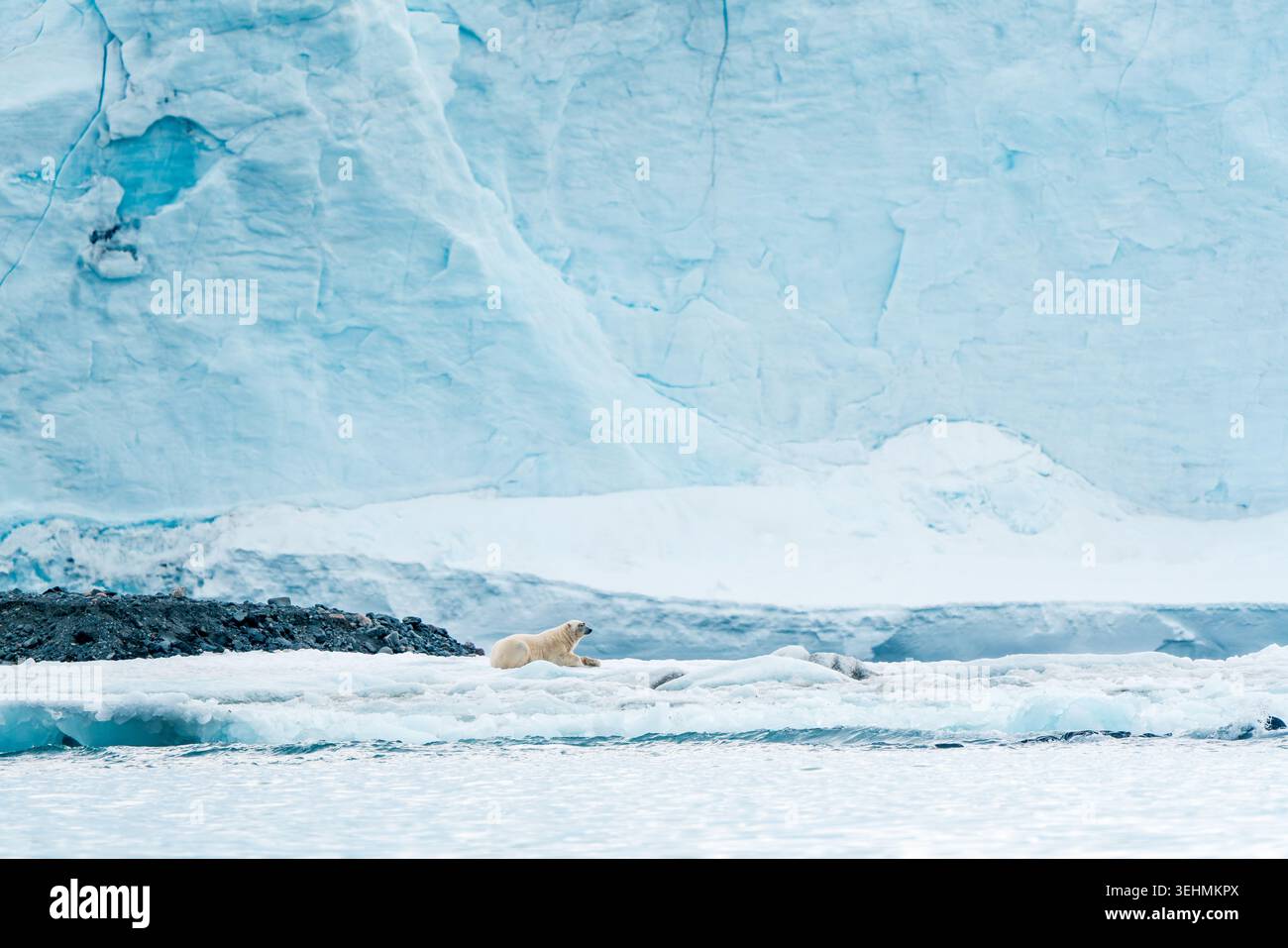 Vista di un orso polare poggiato su un pavimento di ghiaccio di fronte a un'enorme parete blu del ghiacciaio e alle acque ghiacciate Svalbard, Svalbard e Jan Mayen. Foto Stock