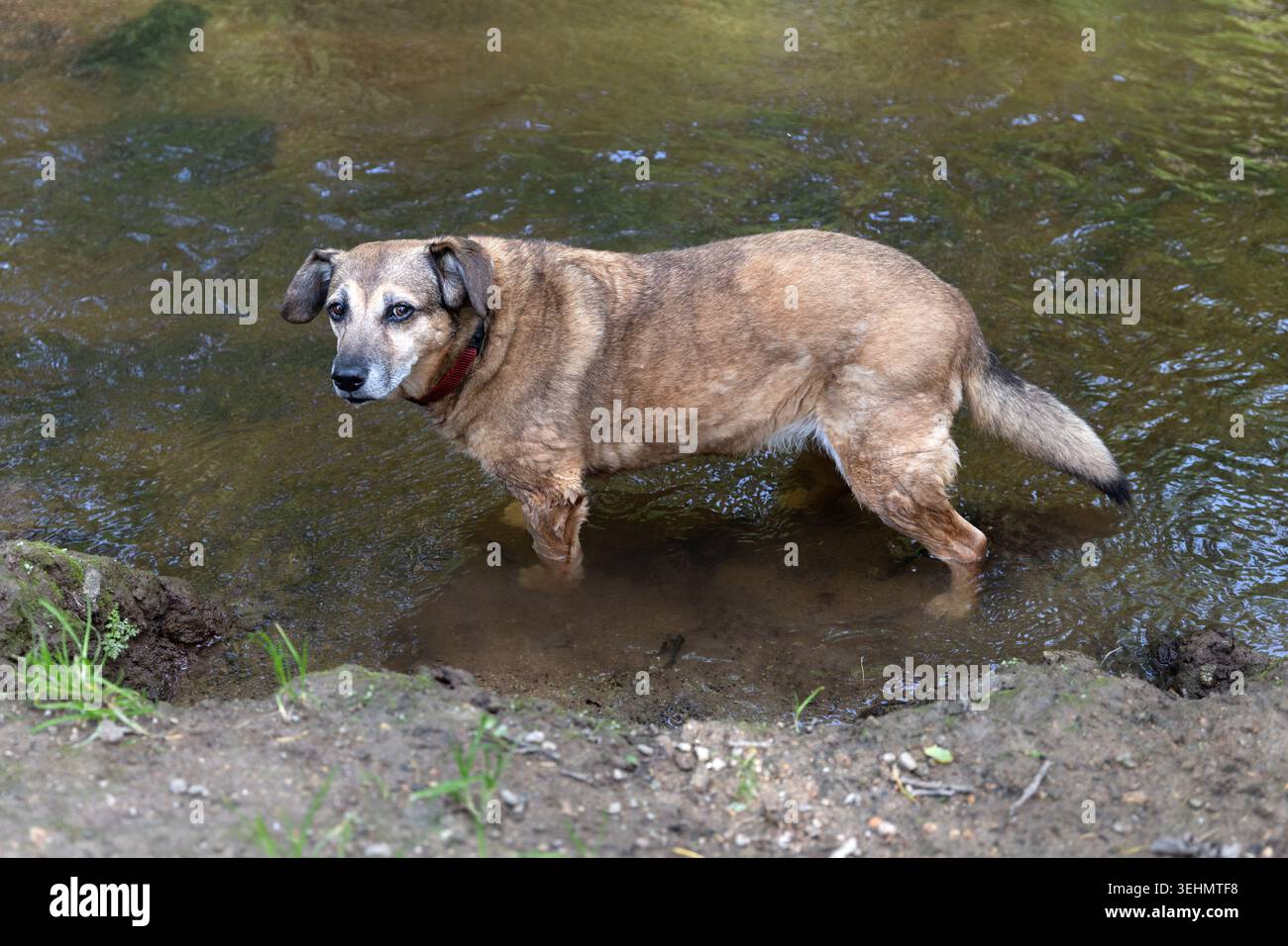 Cane marrone in piedi in acque poco profonde e rivolto verso l'alto verso la telecamera. Foto Stock