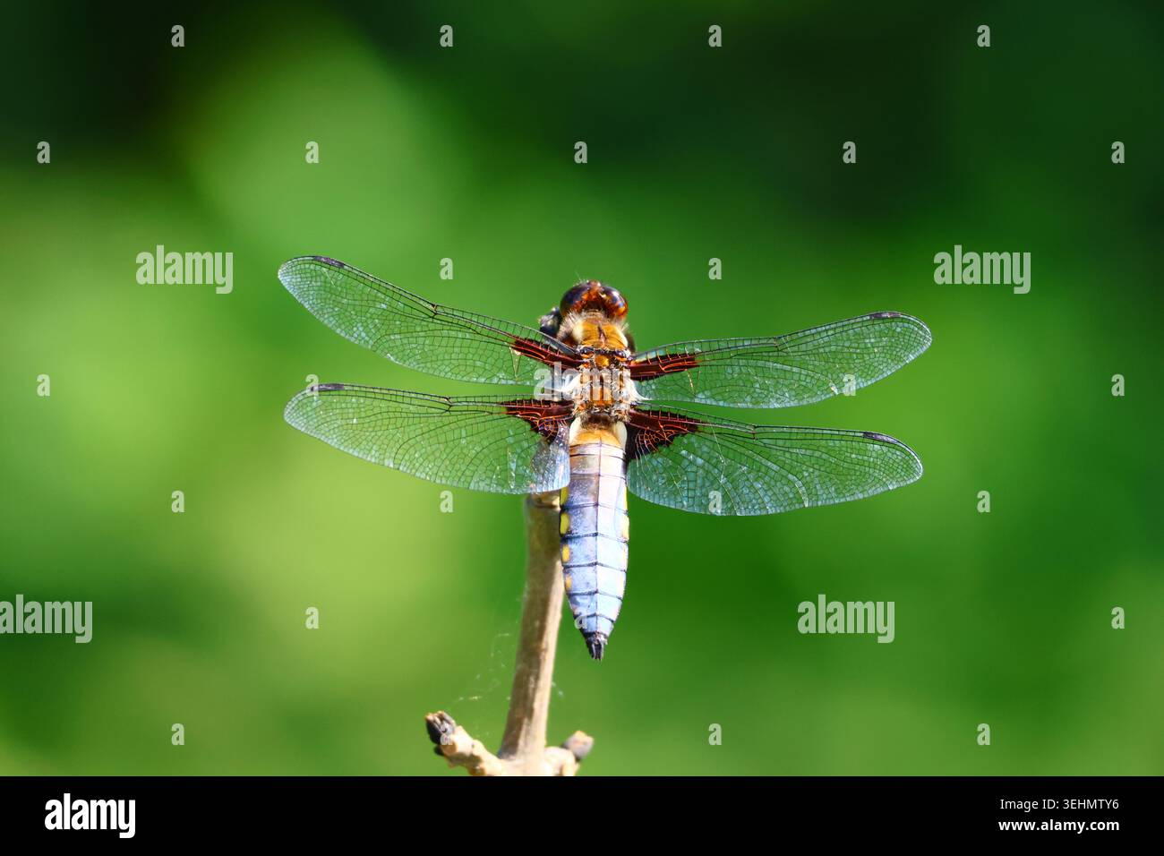 Una foto ravvicinata che mostra i dettagli di una libellula Chaser di corpo ampio che riposa in cima a un ramoscello sullo sfondo verde. Fotografato nel Kent, Regno Unito. Foto Stock