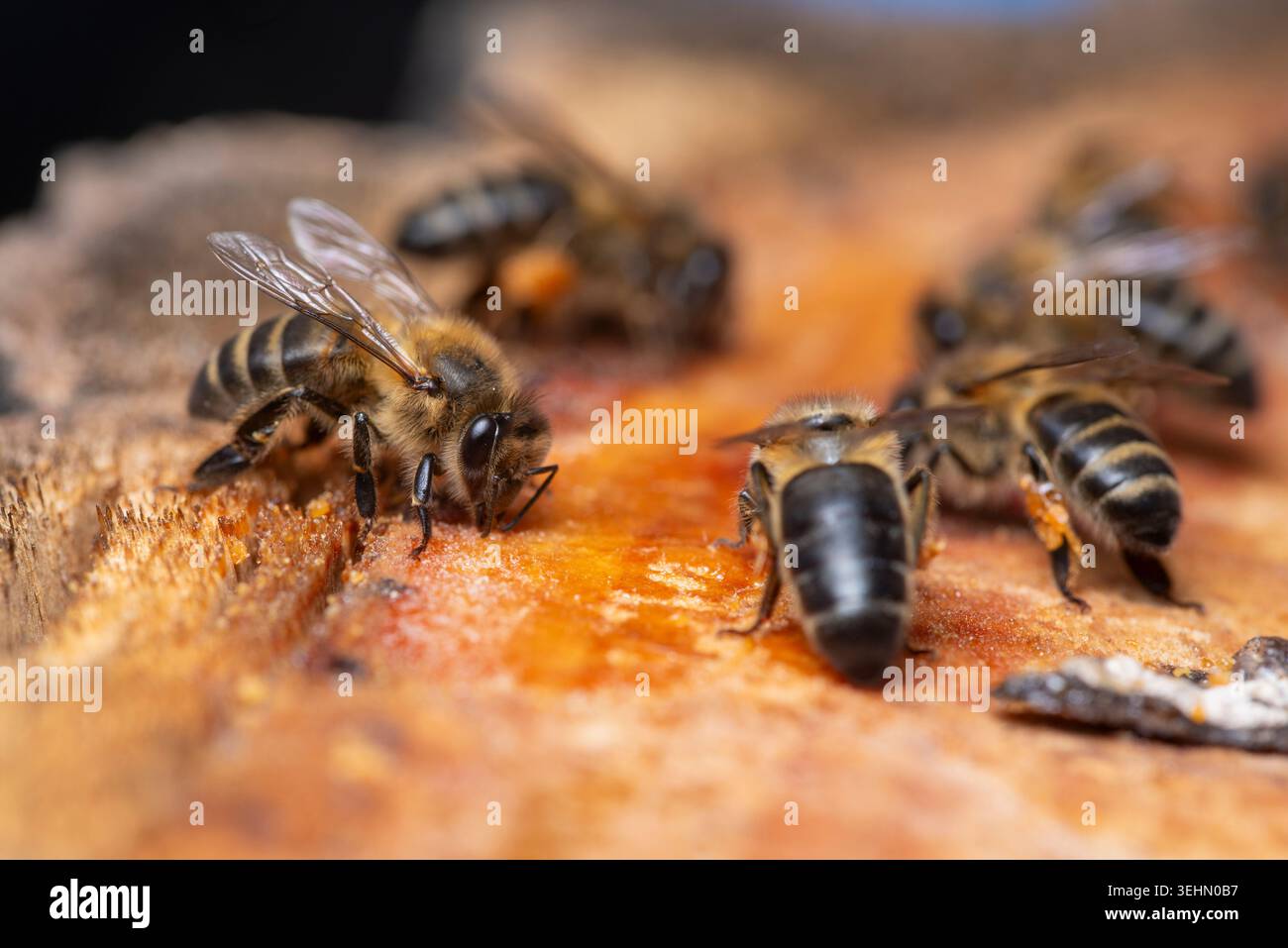 Foto macro dettagliata delle api mellifere che raccolgono resina appiccicosa sugli alberi sulla corteccia, mostrando polline e consistenza delle ali. Insetti impollinatori al lavoro che raccolgono propoli Foto Stock