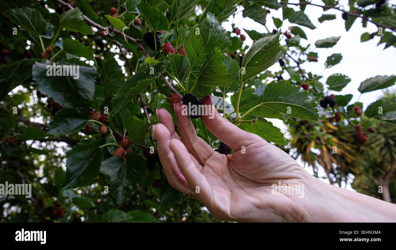 Una mano femminile raggiunge un gelso nero maturo su un ramo ripieno di frutti di bosco. Questa scena si svolge in un frutteto durante la vendemmia estiva. Foto Stock