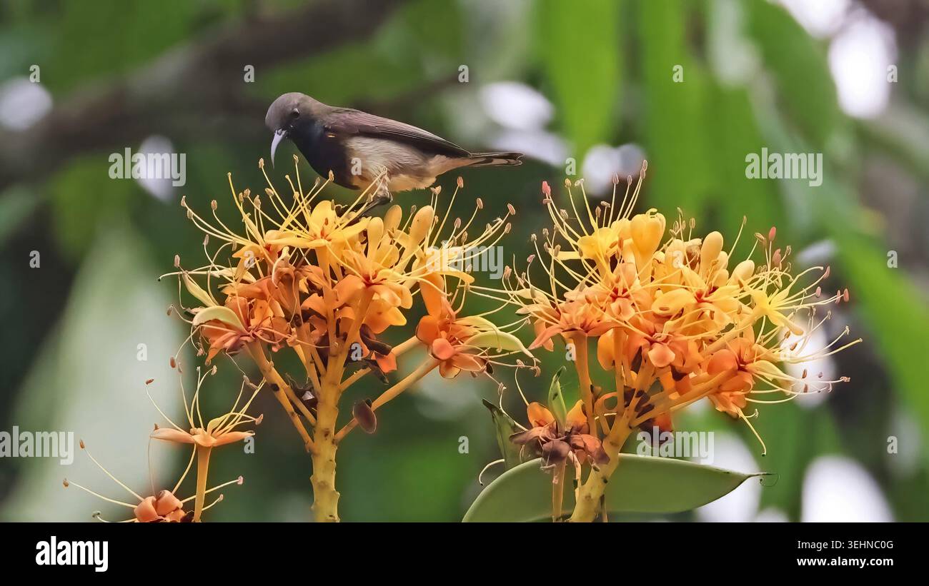 uccello da sole (Cinnyris ornatus) ornato su un fiore, Vietnam Foto Stock