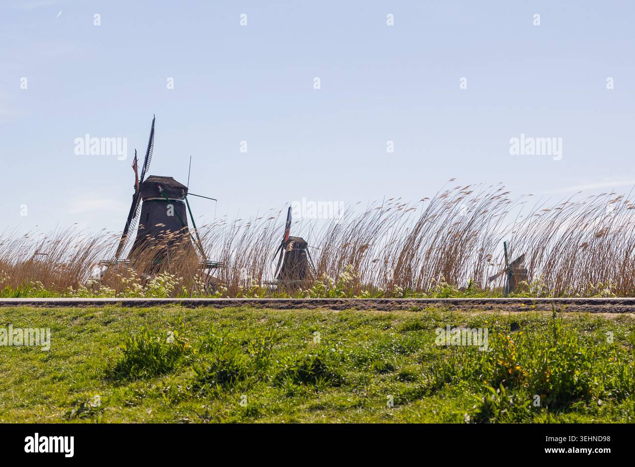 I mulini a vento si ergono a Zaanse Schans mentre i visitatori esplorano il sito storico in una giornata di sole. Il paesaggio verde aggiunge fascino alla scena. Foto Stock