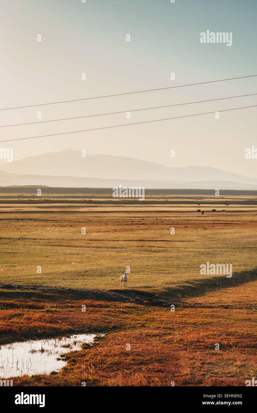 La sola pecora si trova su prati pascoli secchi in campagna durante la sera Foto Stock