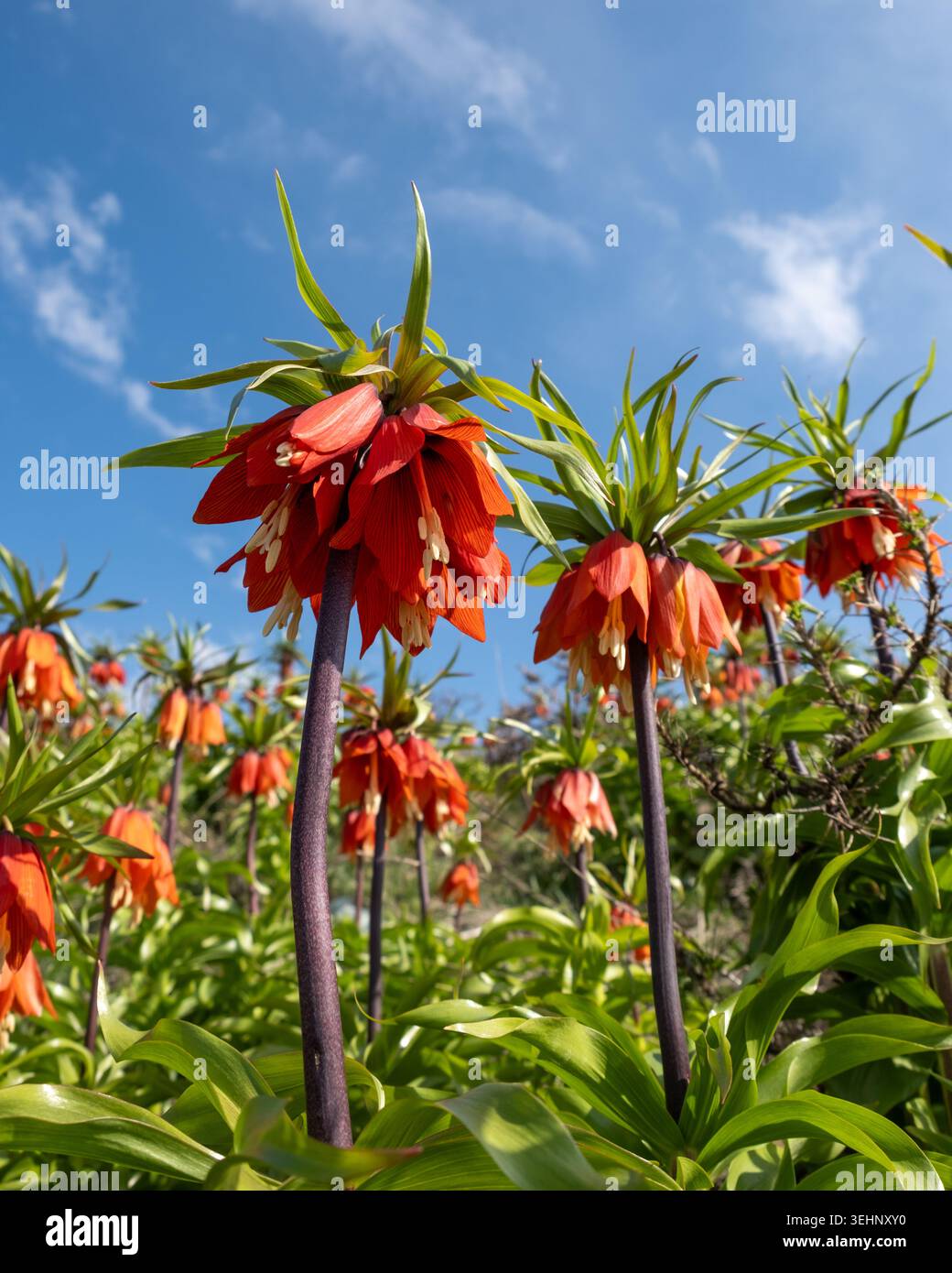 Fiori imperiali della corona rossa e gialla (Fritillaria imperialis) che fioriscono in primavera sotto un cielo azzurro limpido in un paesaggio naturale di montagna. Foto Stock