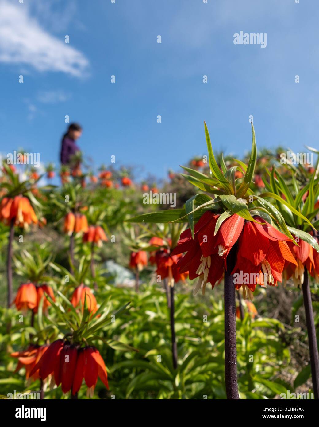 Fiori imperiali della corona rossa e gialla (Fritillaria imperialis) che fioriscono in primavera sotto un cielo azzurro limpido in un paesaggio naturale di montagna. Foto Stock