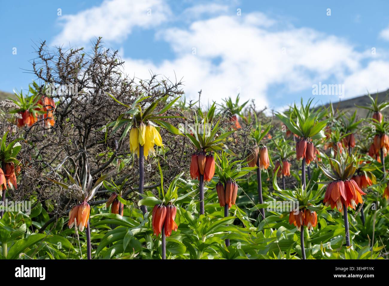 Fiori imperiali della corona rossa e gialla (Fritillaria imperialis) che fioriscono in primavera sotto un cielo azzurro limpido in un paesaggio naturale di montagna. Foto Stock