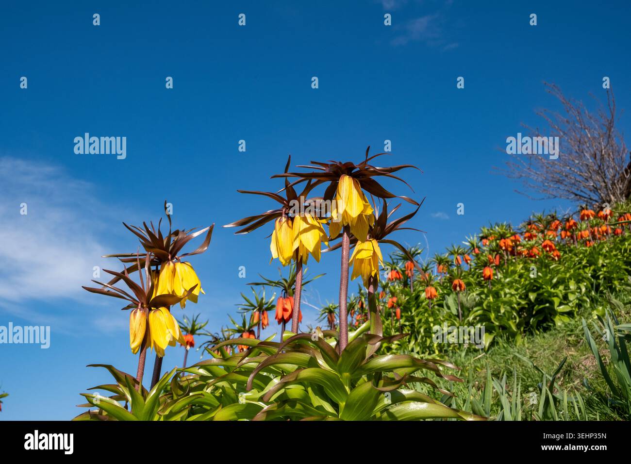 Fiori imperiali della corona rossa e gialla (Fritillaria imperialis) che fioriscono in primavera sotto un cielo azzurro limpido in un paesaggio naturale di montagna. Foto Stock