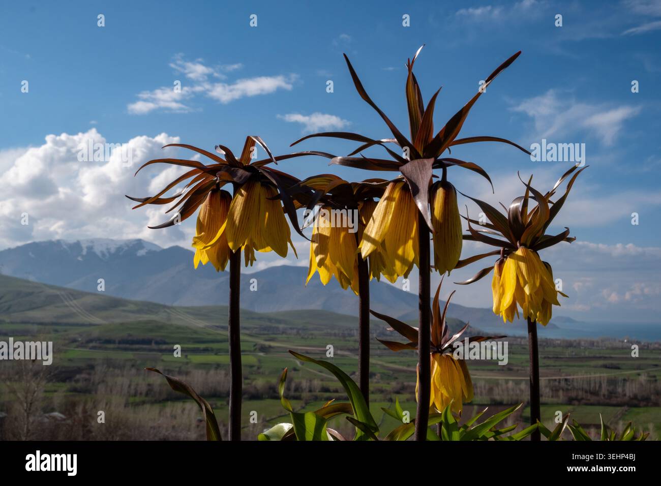 Fiori imperiali della corona rossa e gialla (Fritillaria imperialis) che fioriscono in primavera sotto un cielo azzurro limpido in un paesaggio naturale di montagna. Foto Stock