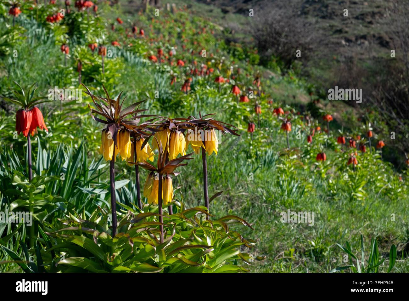 Fiori imperiali della corona rossa e gialla (Fritillaria imperialis) che fioriscono in primavera sotto un cielo azzurro limpido in un paesaggio naturale di montagna. Foto Stock