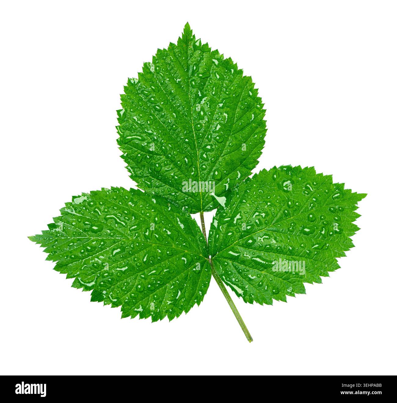 Foglia di lampone verde brillante coperta da gocce d'acqua limpida su sfondo trasparente Foto Stock