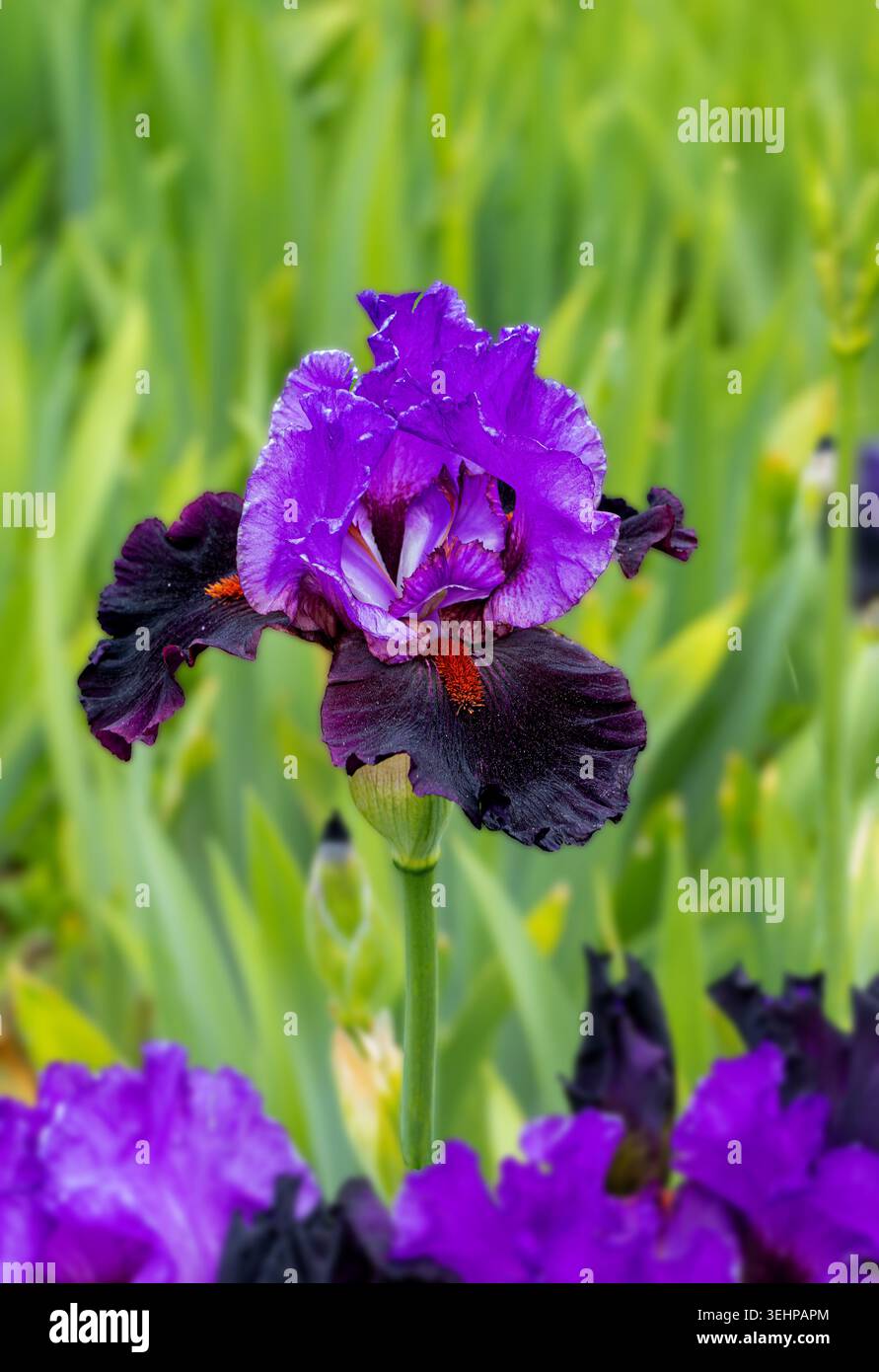 Il fiore di Iris viola e marrone intenso mostra petali e una barba arancione in primavera Foto Stock