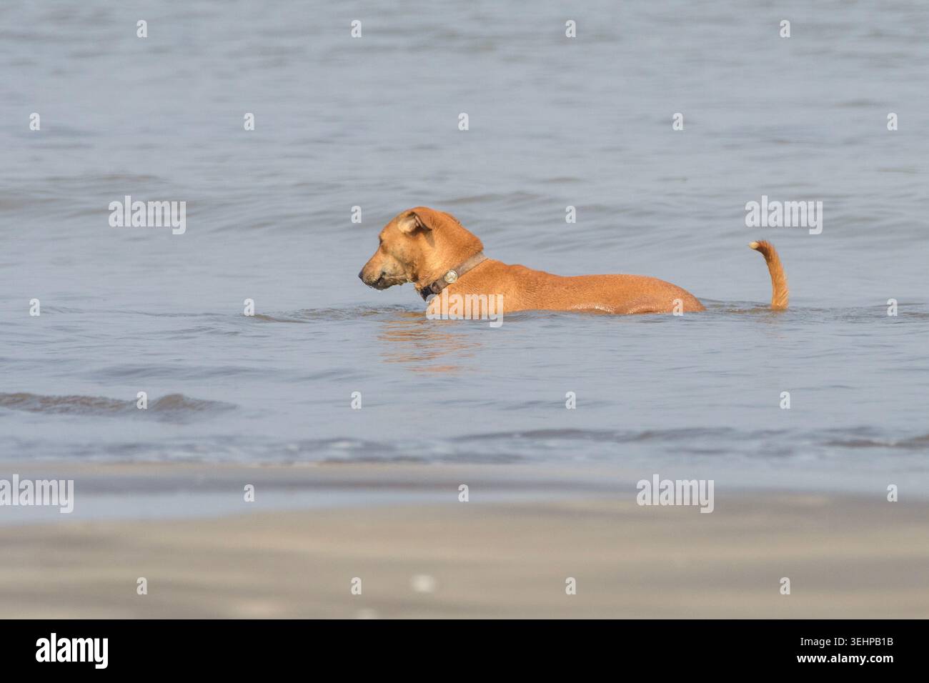 Durante l'estate, in spiaggia in India, potrai rinfrescare i tuoi animali domestici in acque poco profonde Foto Stock