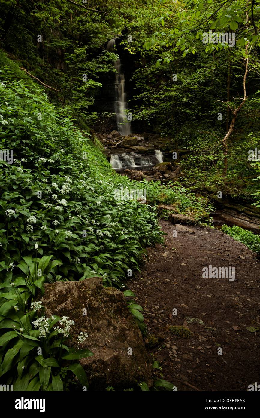 Ramsons (aglio selvatico) in fiore vicino a Mill Gill Falls, vicino ad Askrigg a Wensleydale, Yorkshire Dales, in primavera Foto Stock