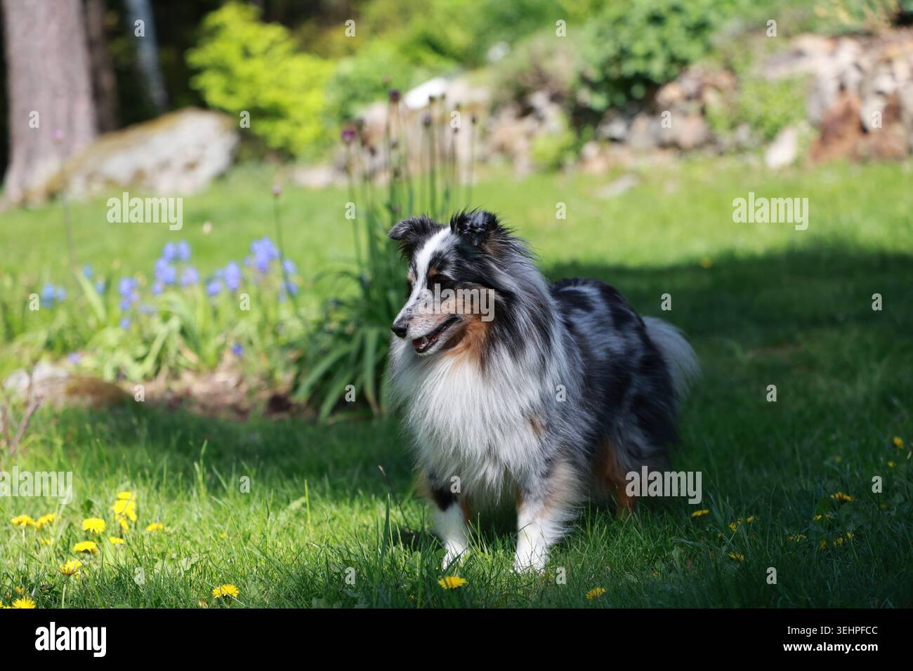 Ritratto ravvicinato di un cane da pastore tricolore delle Shetland all'aperto in una giornata estiva di sole. Bella pelliccia lunga, espressione di allarme. Foto Stock
