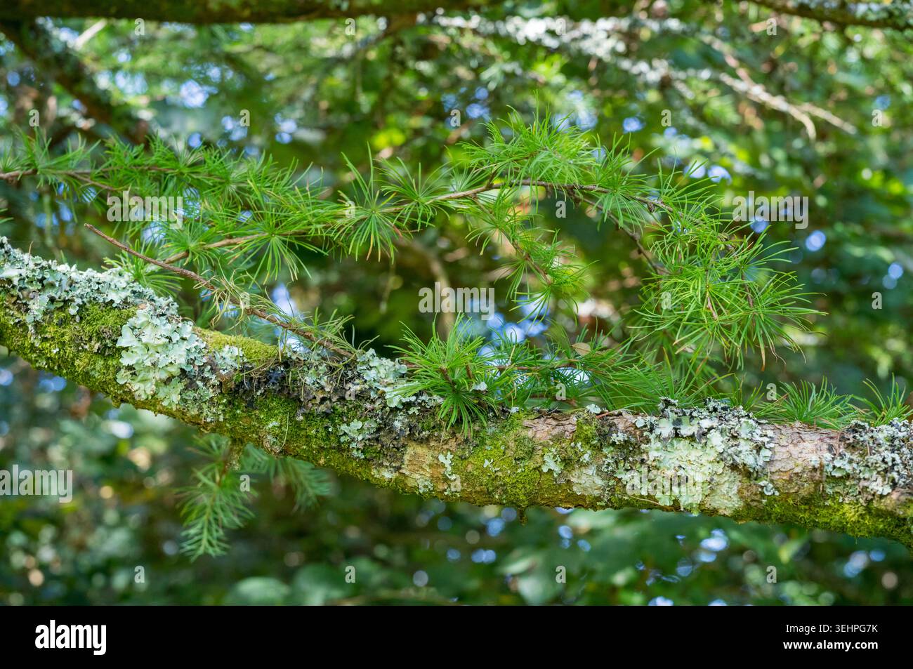 Licheni e ammassi di aghi sul ramo del Larch europeo - Larix decidua - pino nel Devon Foto Stock