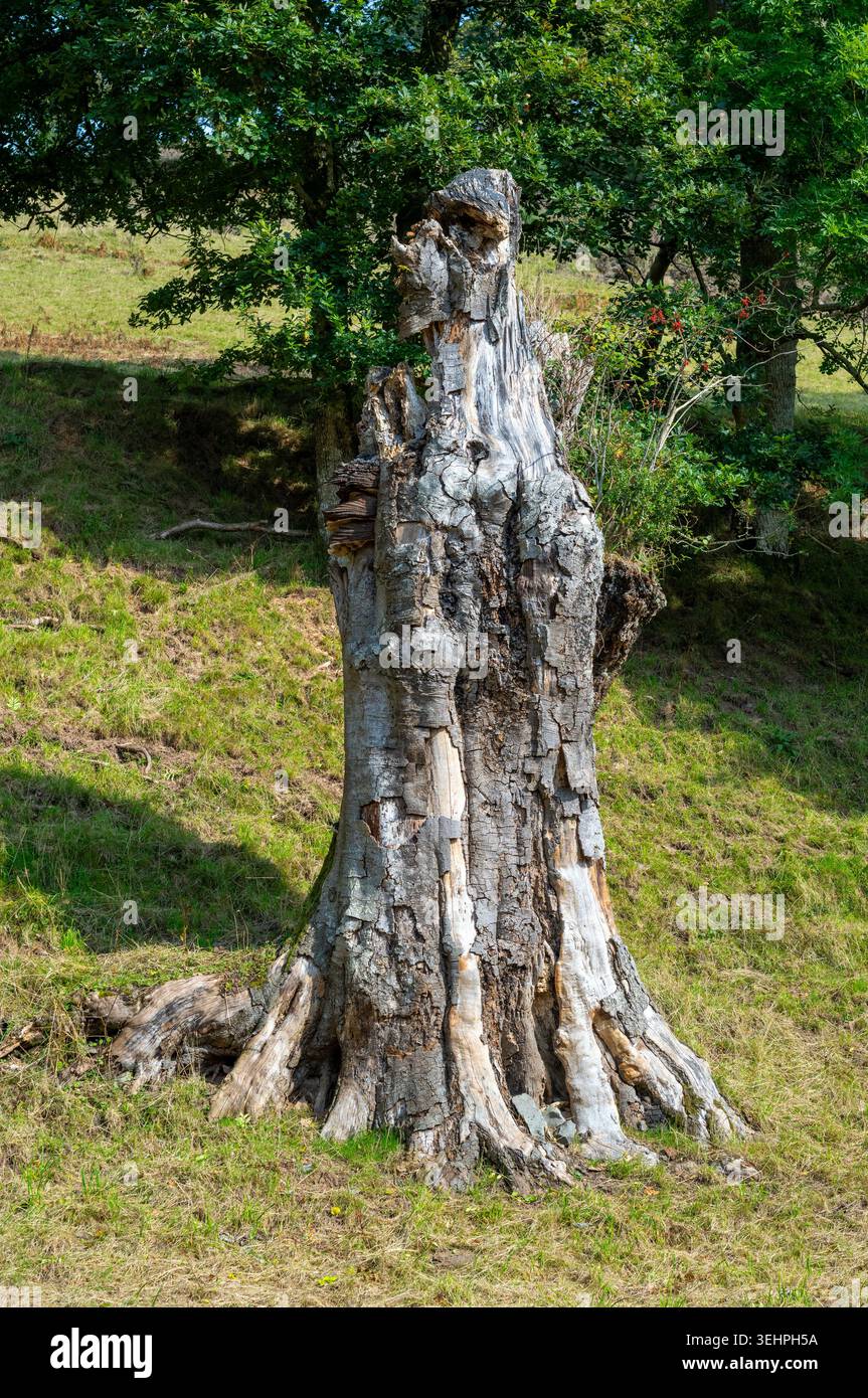 Quercia morta nella riserva naturale nazionale boschiva dell'Exmoor National Park, Dulverton nel Somerset, Regno Unito Foto Stock