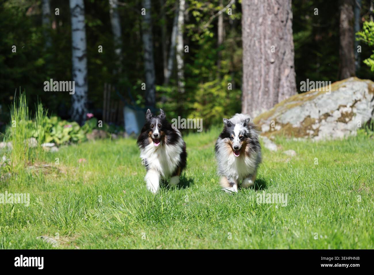 Ritratto ravvicinato di un cane da pastore tricolore delle Shetland all'aperto in una giornata estiva di sole. Bella pelliccia lunga, espressione di allarme. Foto Stock