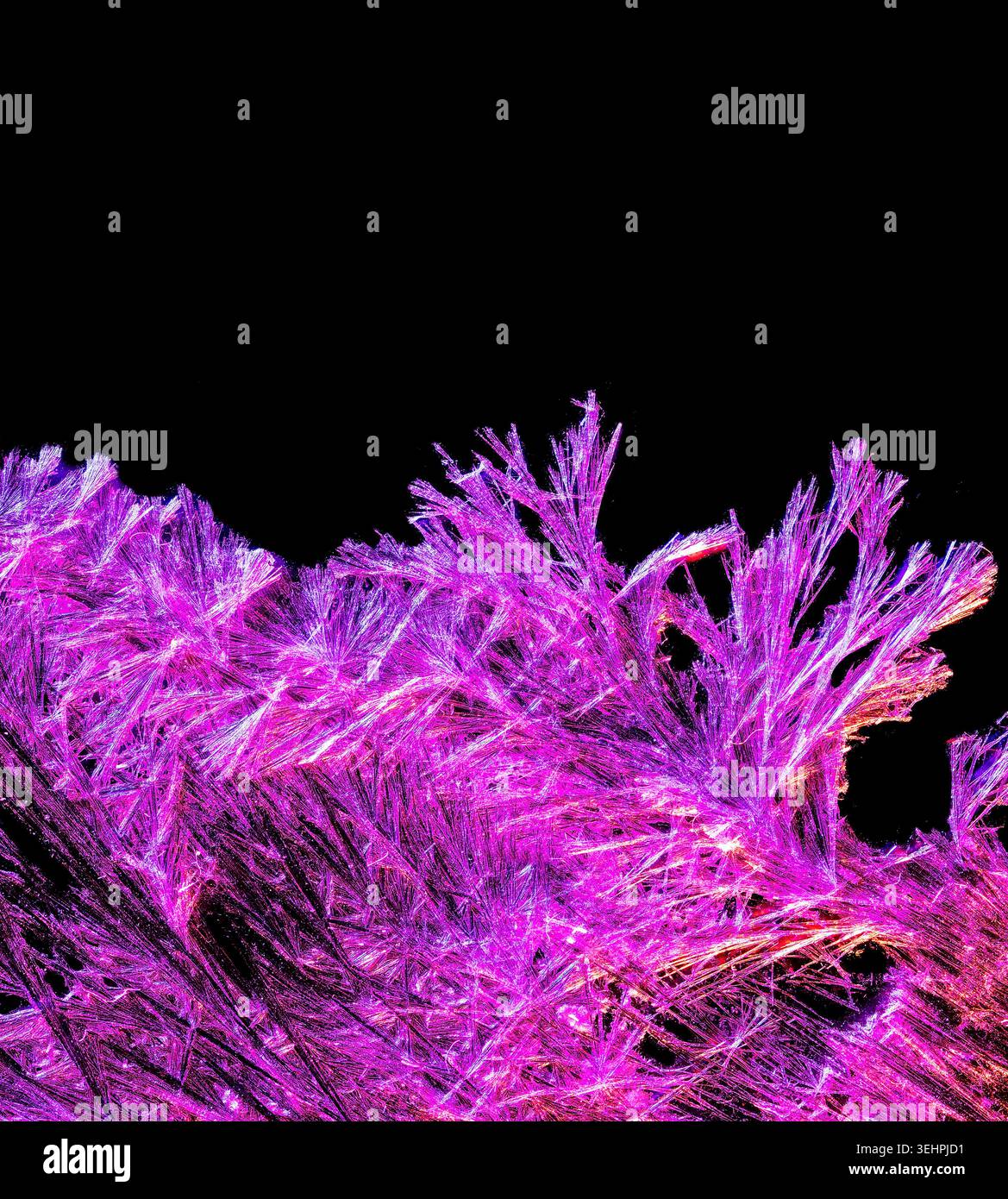 Cristalli di permanganato di potassio sotto il microscopio, che formano vivide strutture magenta sul nero, un sorprendente sfondo scientifico con spazio di copia. Foto Stock