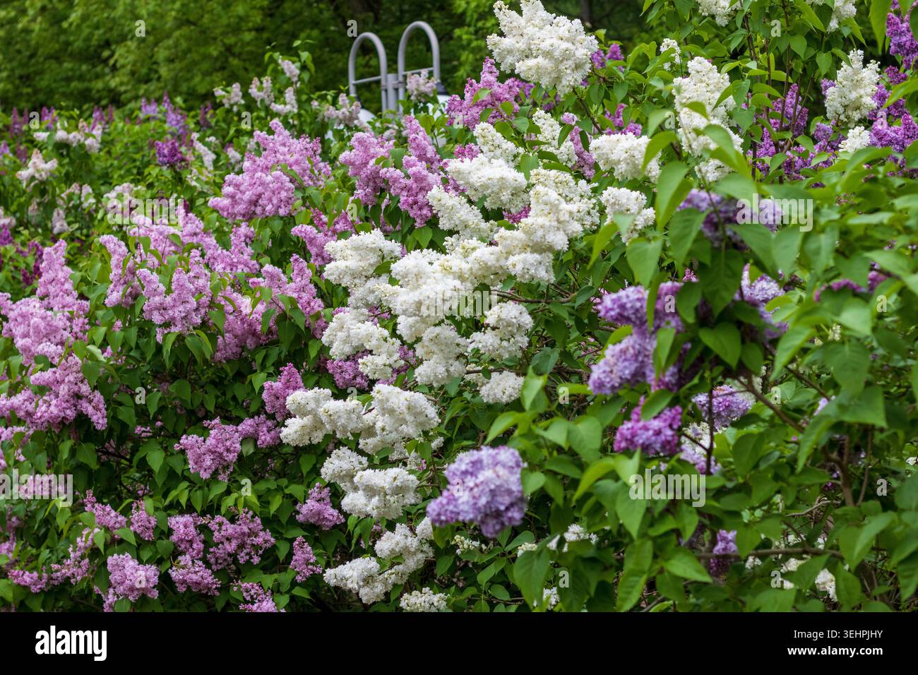 Vivace siepe di arbusti lilla in fioritura primaverile con fiori rosa, viola e bianchi Foto Stock