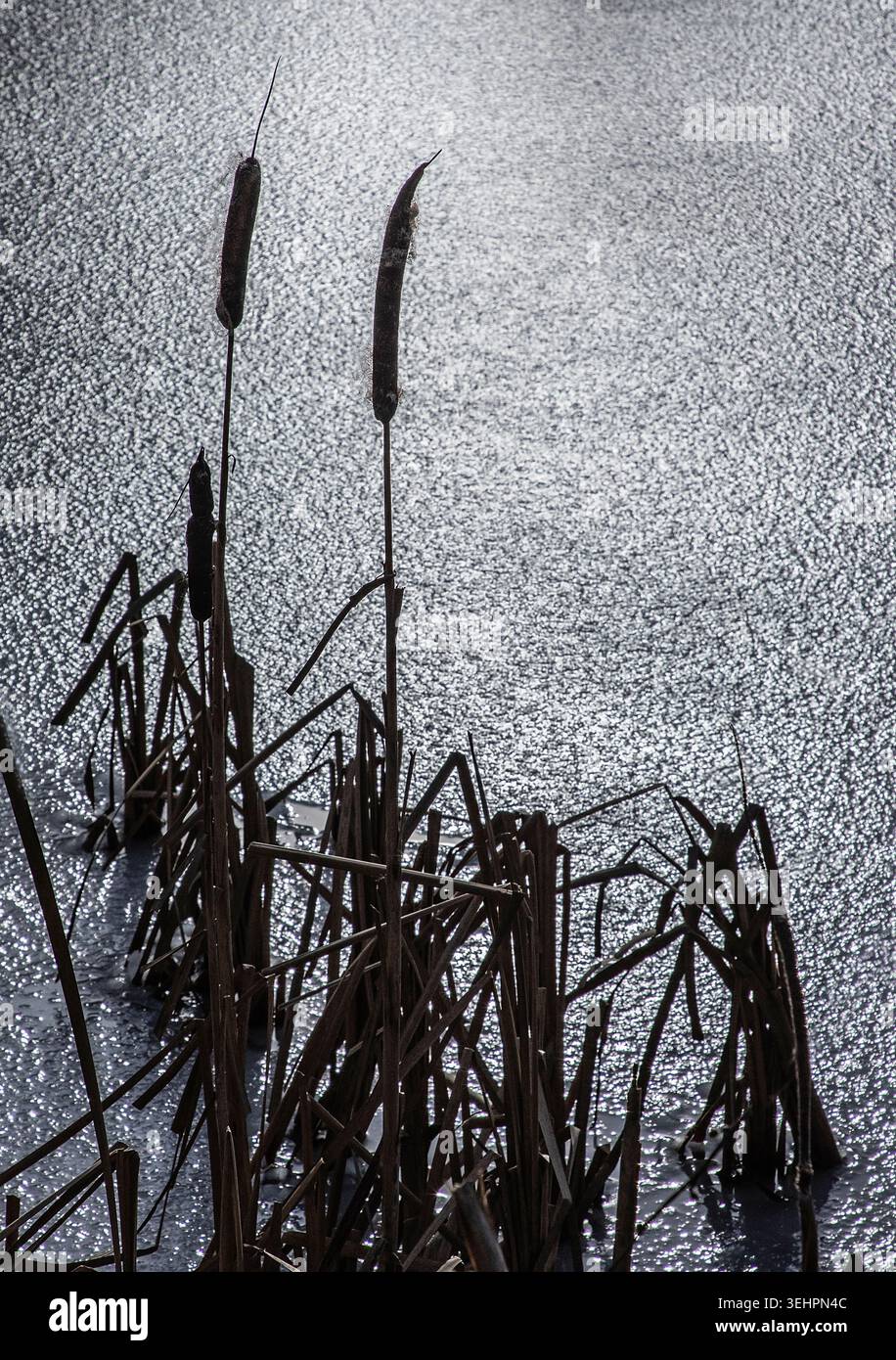 I Bullrushes sfidano il freddo invernale, gettando i semi su un lago ghiacciato in una tranquilla sfida della stagione. Foto Stock