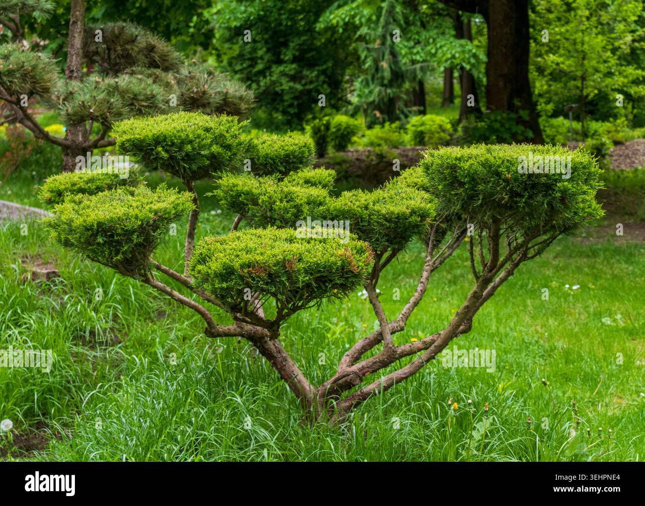 Arbusto Topiary Niwaki Arborvitae potato con nuvole nel Green Park pubblico Foto Stock