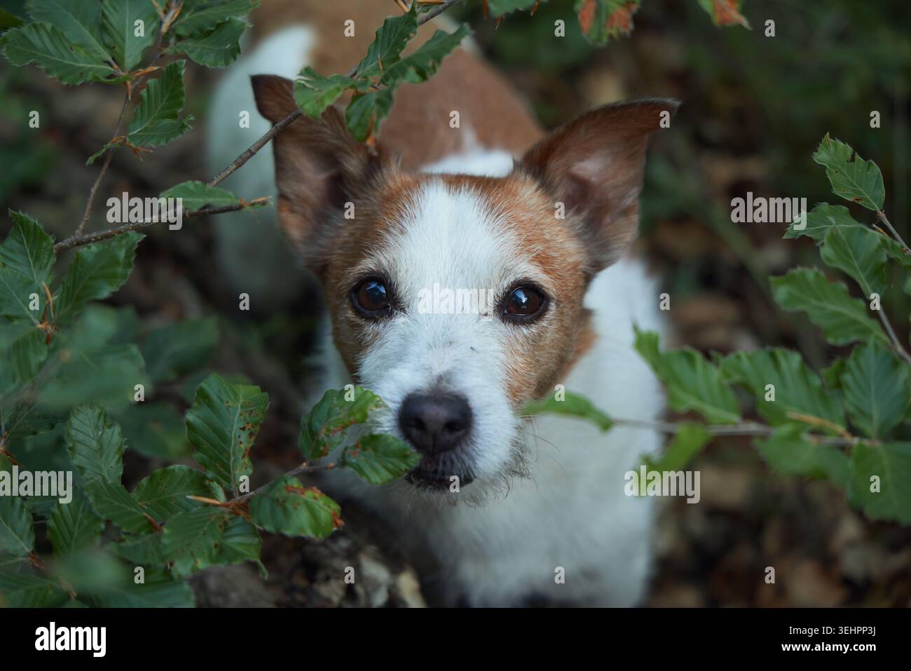 Il terrier guarda verso l'alto mentre è circondato da piante frondose in una radura della foresta. Uno sguardo ravvicinato rivela orecchie e occhi concentrati. Foto Stock