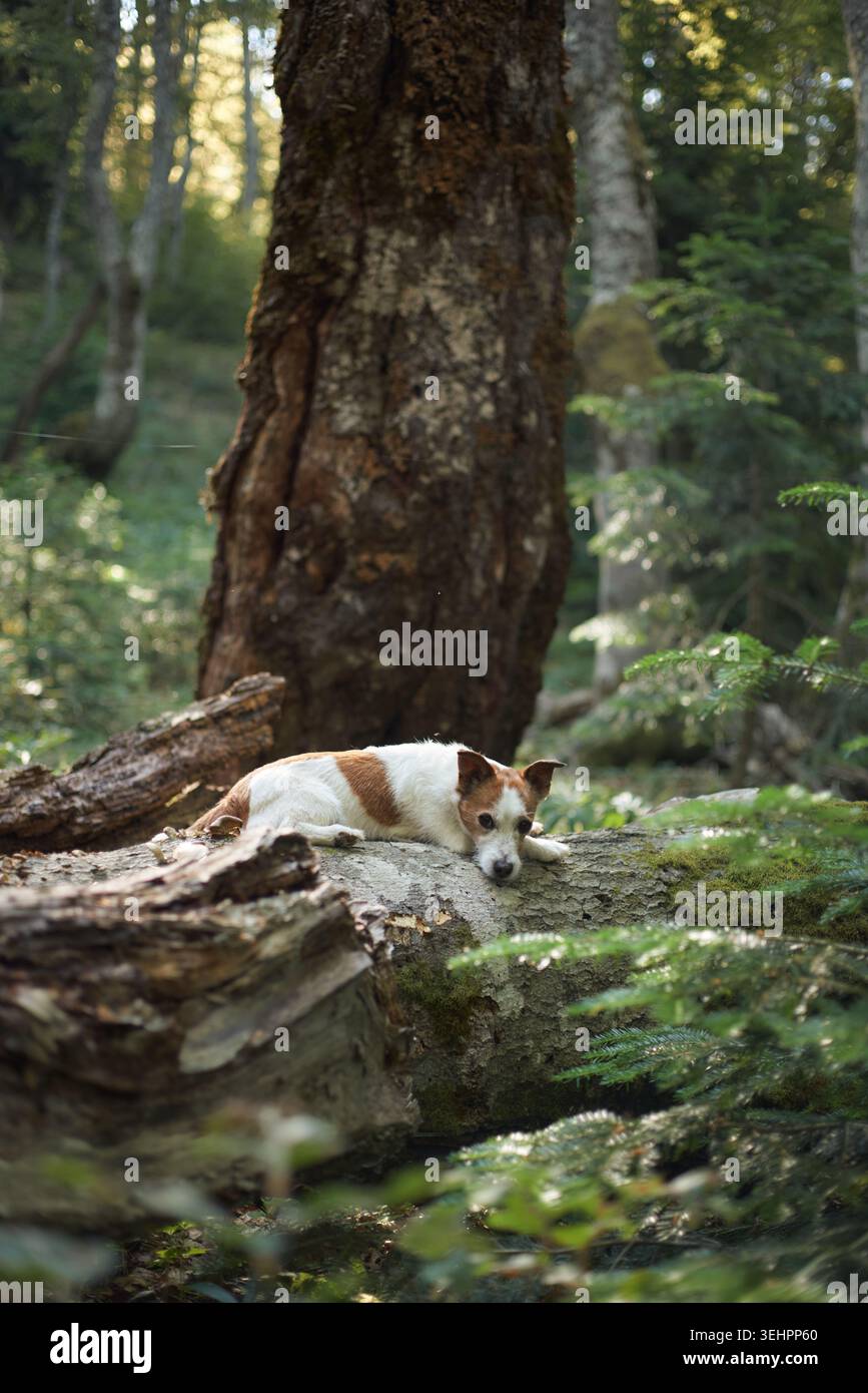 Un Jack Russell Terrier giace immobile su uno spesso albero caduto ricoperto di muschio. La luce del sole soffusa irrompe attraverso gli alti alberi che la circondano. Foto Stock